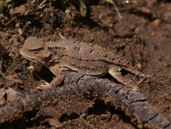 Horned Lizard, Phrynosoma sp 